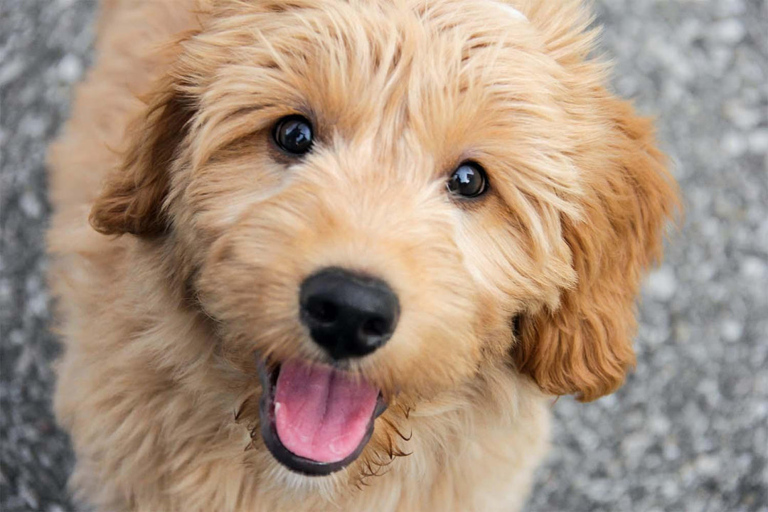 Goldendoodle Rescues: How to Find the Best Doodle Rescue - Pawz