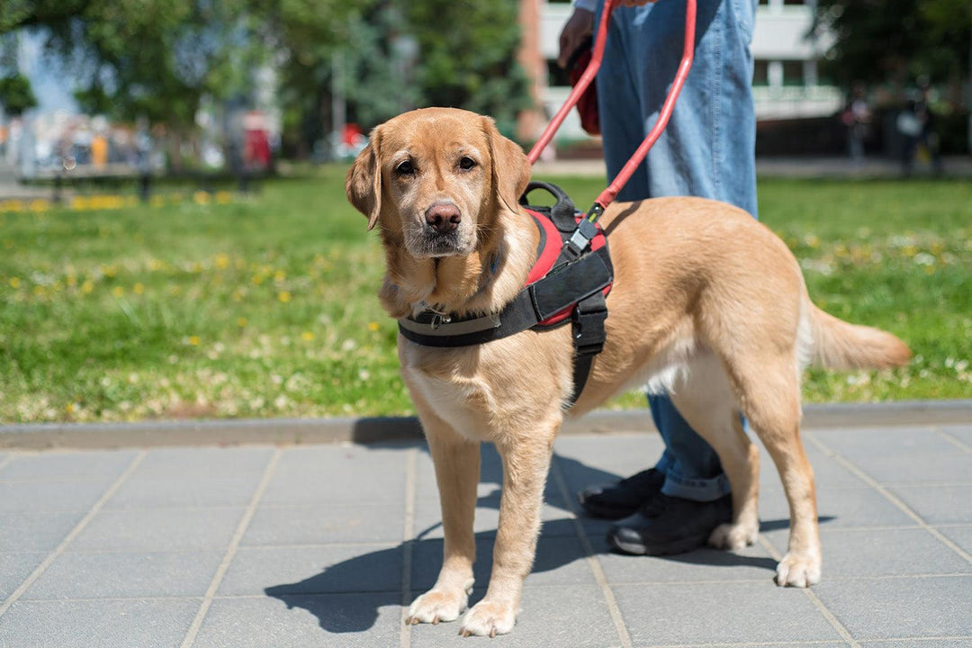 Types of Working Dogs and Service Dogs - Pawz