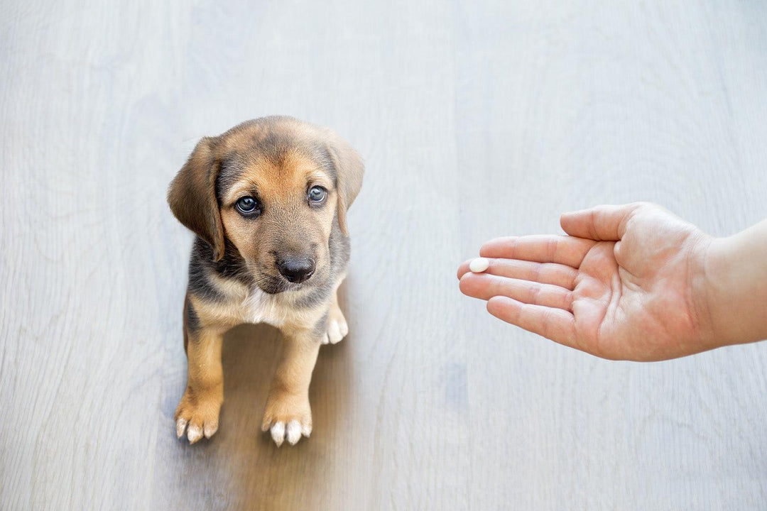 Can You Give Your Dog Tylenol? - Pawz